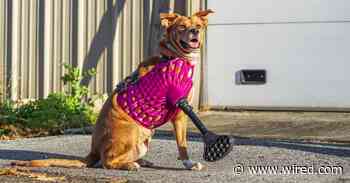 Pet Prosthetics Get a Boost From 3D Printing