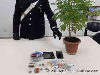 Putignano, eroina e pianta di marijuana in casa: arrestato 31enne pregiudicato - Il Quotidiano Italiano - Bari
