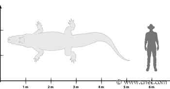 Gigantic 'swamp king' crocodile fossil identified in Australia     - CNET