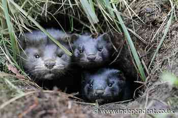 Covid: Denmark to dig up millions of minks after mass graves spark controversy