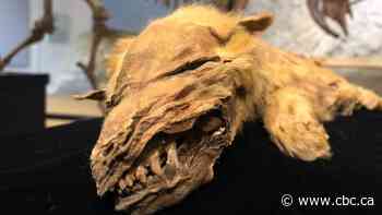 'Kind of incredible': Researchers reveal details of mummified ice age wolf pup found in Yukon