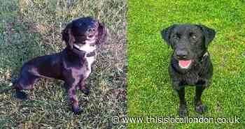 Police dogs on first assignment help convict Perivale sex offender