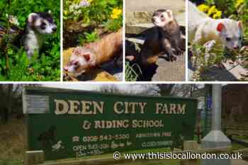Deen City Farm appeal to find stolen ferrets