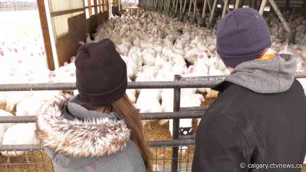 Gatherings might be a little smaller this Christmas but the turkey will likely be standard sized