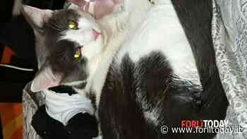 Villaselva, la proprietaria di Denver: "Non è rientrato a casa, aiutatemi a ritrovarlo" - ForlìToday