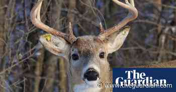 'He's the deer of the year': Carrot on way to recovery after arrow pulled from head