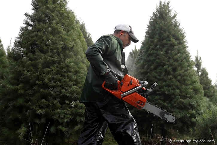Allegheny County Again Offering Christmas Tree Recycling Program
