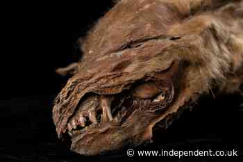 Ice Age wolf pup mummy discovered in Canadian permafrost