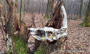 I boschi di Samarate si vestono a Natale: spunta un presepe nel tronco di un albero - malpensa24.it