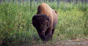 Federal government announces $60M funding to restore Wood Buffalo National Park