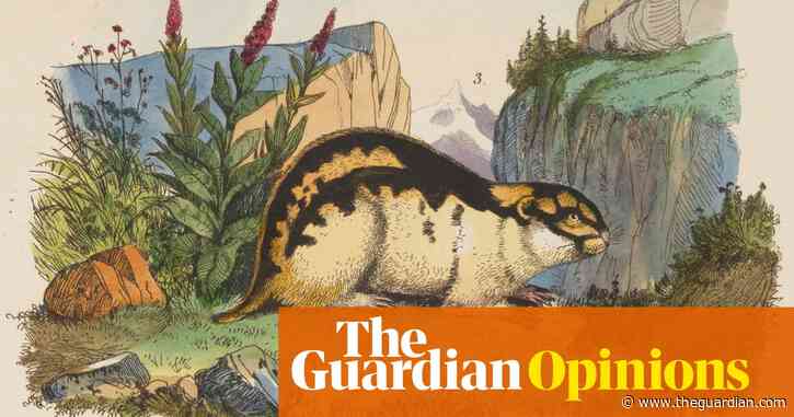 The nature of the Norwegian lemming: 'bloodthirsty, hairy berserkers' | Helen Sullivan