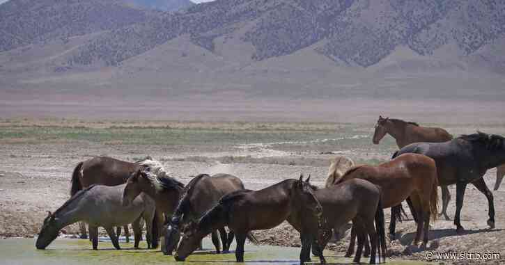 Letter: Solving wild horse overpopulation