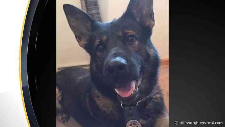 Pittsburgh Police Announce Death Of Retired K-9 Nix