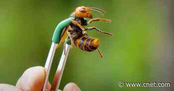 US Congress to establish 'murder hornet' eradication pilot program     - CNET