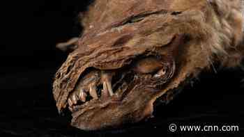 Ancient wolf cub found 'perfectly preserved'