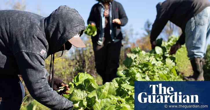 'We wanted to work the land with our kids': the Black US farmers reclaiming the soil