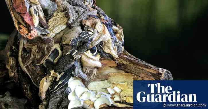 Curiosity killed the wolf –  and fuelled an anti-hunting petition in Canada