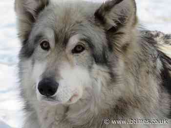 Elderly Italian woman gets mauled to death by five pet wolf-dogs