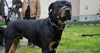 Sancassani cruzó a Tello por los fondos para la ley de perros peligrosos - DIARIO DE CUYO