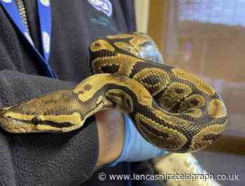 Couple find 4ft snake behind faulty tumble dryer
