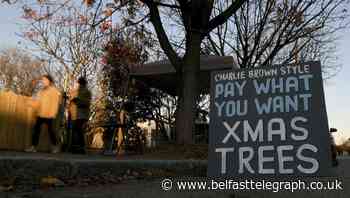 Scrawny Christmas trees lift spirits and raise funds for school