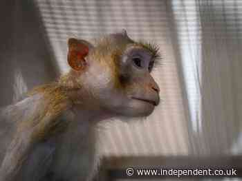 Nasa killed 27 monkeys in one day in 2019, report says