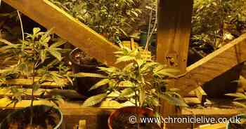 Two arrests after police discover cannabis farm during dawn raids in Blyth