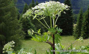 Attenzione a questa erba molto comune che se toccata può provocare la cecità - Proiezioni di Borsa