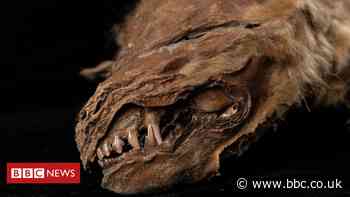Ancient mummified wolf cub in Canada 'lived 56,000 years ago'