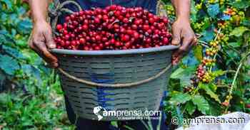 Zona de Los Santos ofrece tours de café y visita al museo en la finca La Lucha en diciembre - amprensa.com