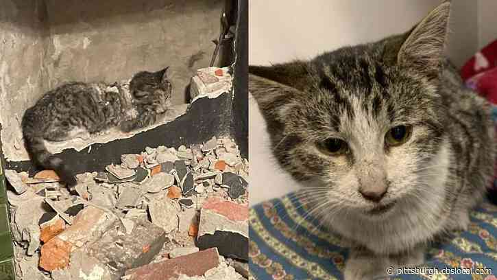 Pennsylvania Firefighters Rescue Kitten Stuck In Chimney For 36 Hours