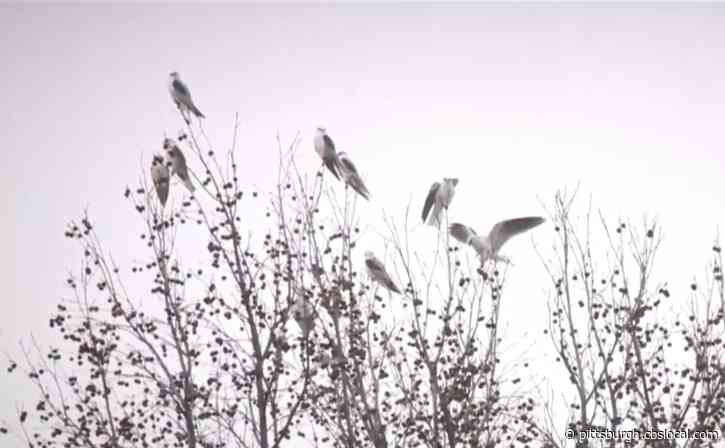 ‘A Mystery We Can’t Solve’: Hundreds Of Birds Of Prey Roost In Woman’s Yard, Showering It With Pellets
