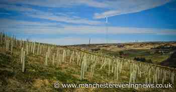 Bolton council plans to plant up to 8,000 trees to help create a 'new woodland' - Manchester Evening News