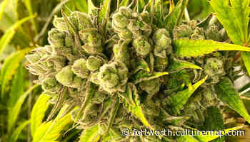 3 simple steps to obtaining a medical marijuana prescription in Texas - culturemap.com