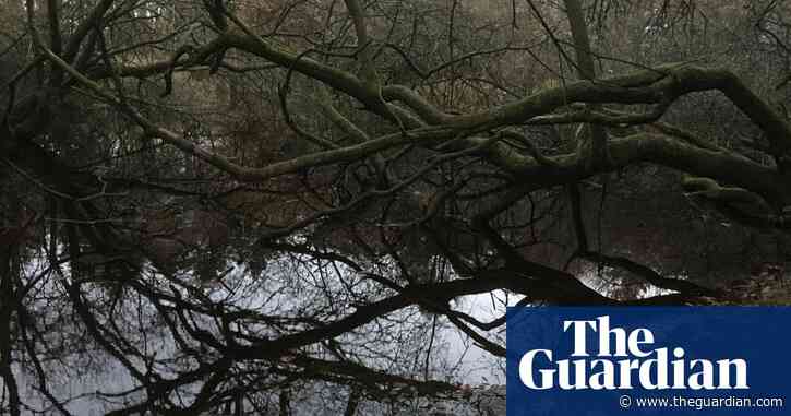 Country diary: a hilltop dew pond is a night-time haunt for birds