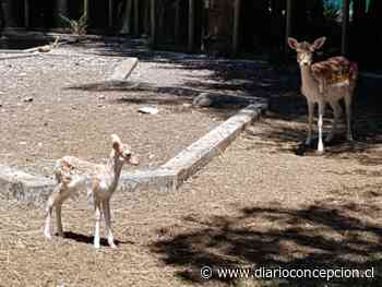 Iguales a Bambi: nacen cuatro ciervos en el Parque Alessandri de Coronel - Diario Concepción