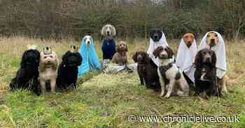 See the adorable pets nativity scene created by dog walker