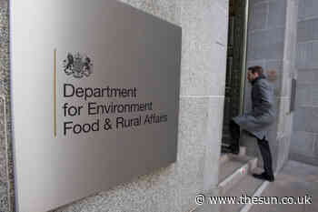 DEFRA bins more than nine tons of food in six months as Govt under fire over free school meals - The Sun