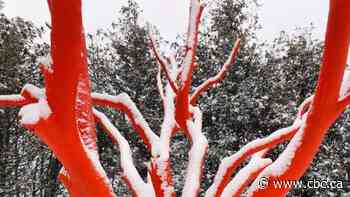 How quarantine boredom turned this dead tree into striking art