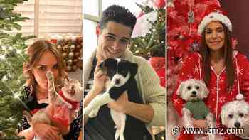 Holiday Pets With Christmas Trees -- Firry Friends!