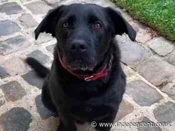 A dog is for life not just for Noel: Macron’s dog in video plea to be kind to rescued pets