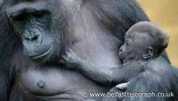 Baby gorilla born at Bristol Zoo Gardens