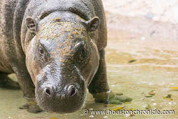 Houston Zoo got a hippopotamus for Christmas - Houston Chronicle