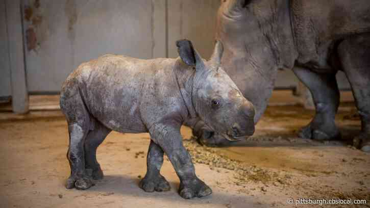 Ohio Zoo Welcomes 2 Adorable Baby White Rhinos