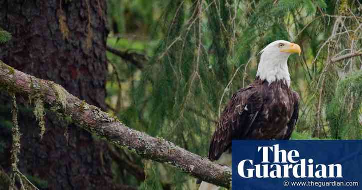 Alaskan tribes, activists and businesses sue to save  America's biggest national forest