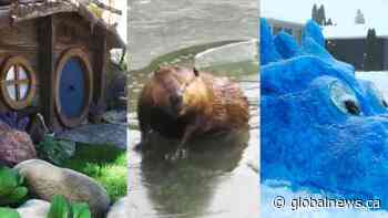 Top 10 viral videos to come out of Saskatchewan in 2020