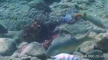Octopuses filmed punching fish in the Red Sea