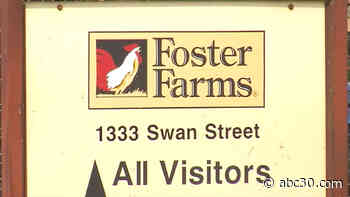 Farmworkers' union gets temporary restraining order against Foster Farms over COVID-19 protocols