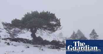 Country diary: following in the footsteps of Nan Shepherd