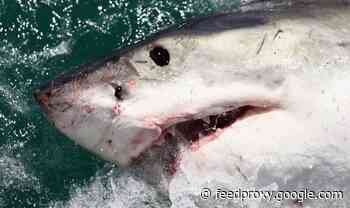 Shark attack: 2020 horror as Australia records most killings for 90 YEARS